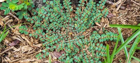 Spotted Spurge