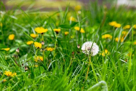 weeds overtaking a lawn