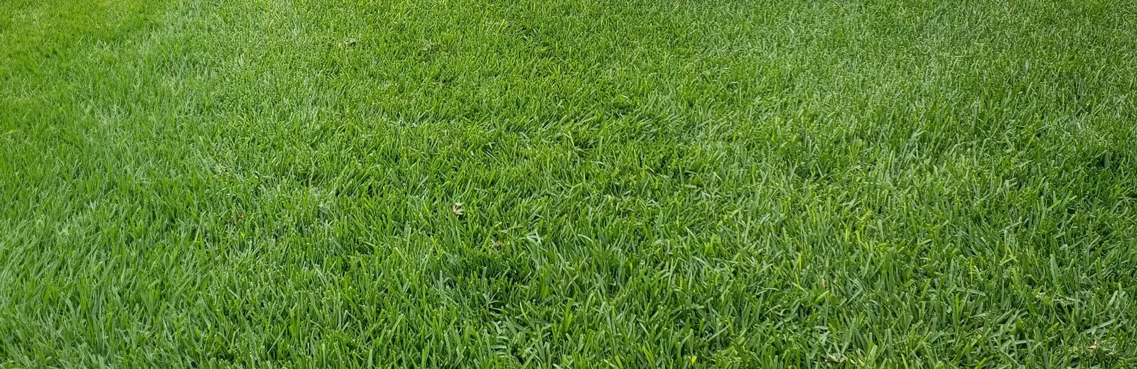 grass background