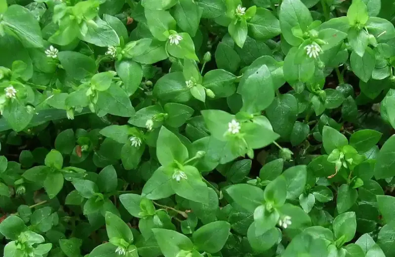 a chickweed