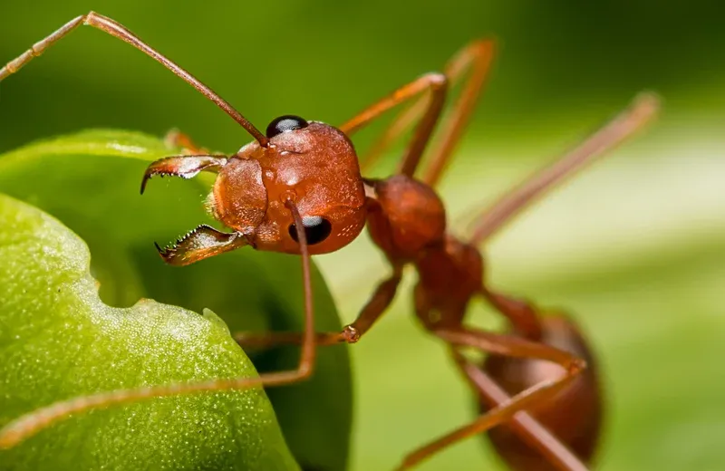 red ants in grass