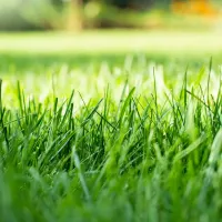 a close up shot of healthy grass