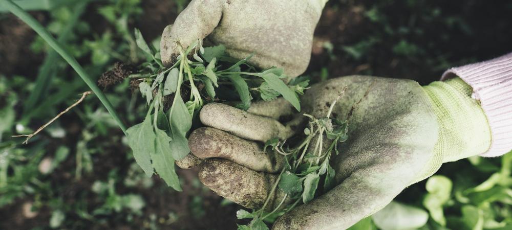 Gloved hands hold pulled weeds