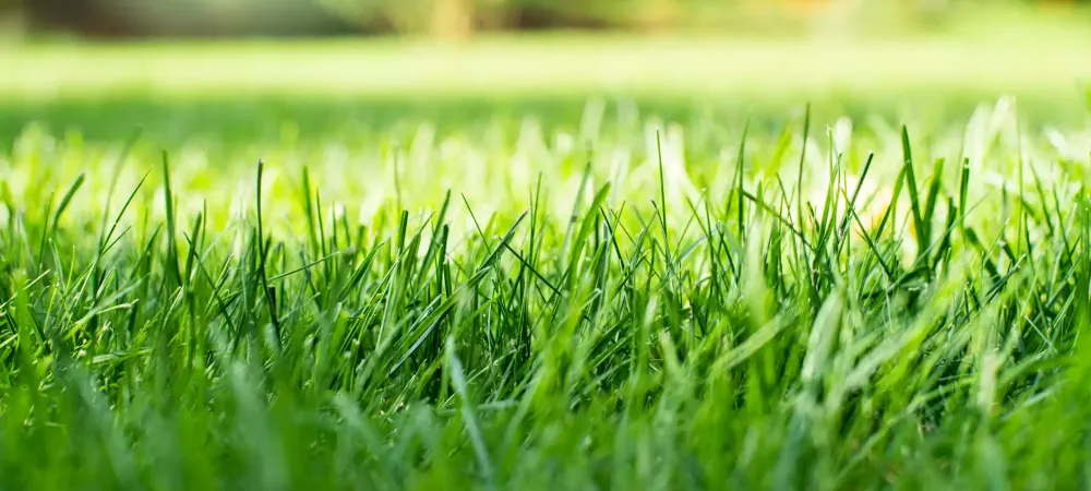 a close up shot of healthy grass