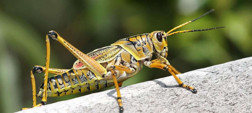 Texas Grasshopper