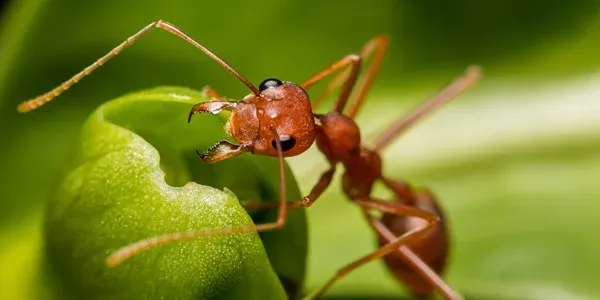 fire ants